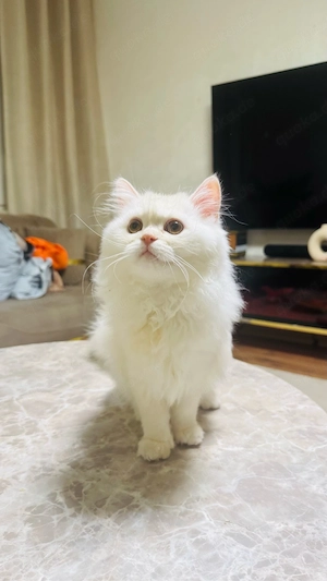 Wunderschöner weißer Kater 