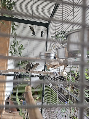 Stieglitz Vögel Natur 