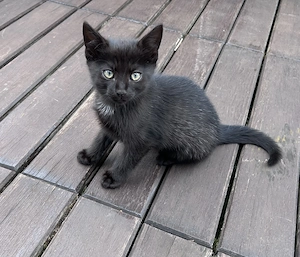 Kleiner niedlicher Kater 
