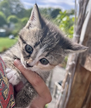 Kleine mehrfarbige Katze 