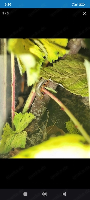 Terrarium mit Tausendfüßer 