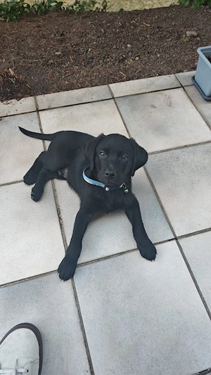 labrador mischling welpe 