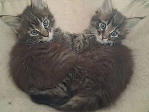 Xxl Maine Coon Jungs