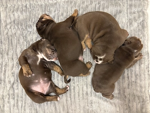 Old english x American Bulldog Welpen pocket 
