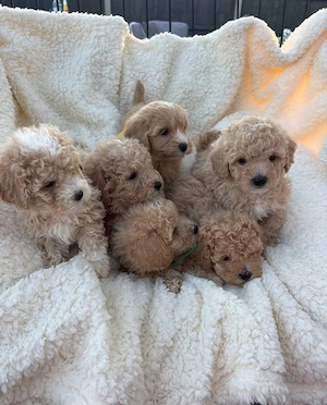 Maltipoo-Welpen