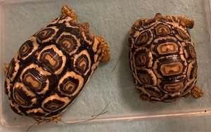 Pantherschildkröten 