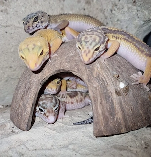 Wunderschöne Leopardgeckos 2026 abzugeben super zahm