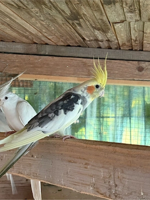 nymphensittich weiblich