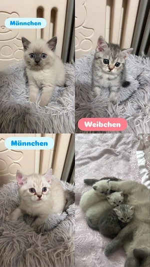 Reinrassige BKH Kitten