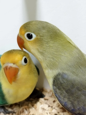 Traumhaft schöne Pfirsichköpfchen 