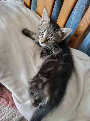 Babykätzchen