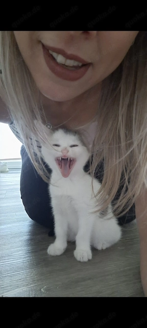 Super süße Baby Katzen. super lieb 