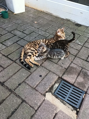 Bengal Katze Kater Kittem Bild 7