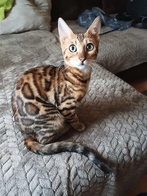 Bengal Katze Kater Kittem Bild 8