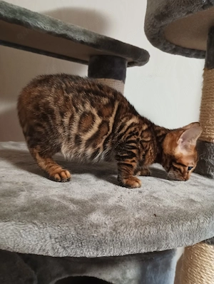Bengal Katze Kater Kittem Bild 6