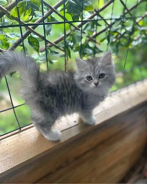 Sibirische Katze