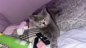 Liebevolle, verspielte BKH-Katze (mit Impfpass) in gute Hände abzugeben