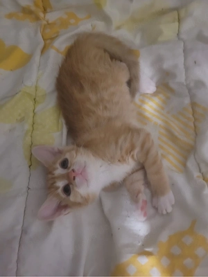 katzen baby 