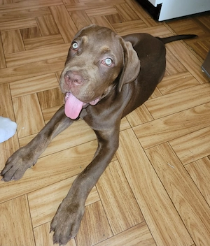 Cane Corso zu vermitteln