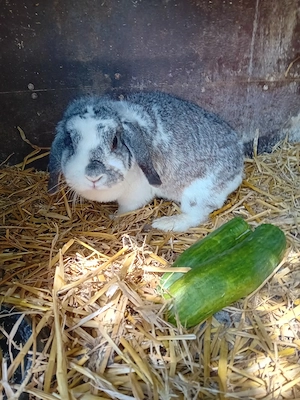 Zwergwidder Kaninchen 