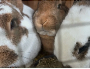 3 süsse Hasen 