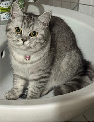 Britisch Kurzhaar Katze 