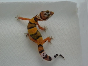 0.1 InfernoXBold Leopardgecko Weibchen | Eublepharis macularius Jungtier