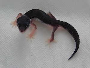 0.1 Mack Snow Black Night het. Eclipse | Leopardgecko Weibchen Jungtier