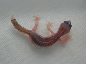 0.1 Total Eclipse (BN) Leopardgecko Weibchen Jungtier | Eublepharis macularius