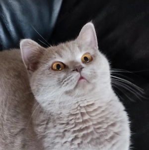 BKH Katerchen in Lilac