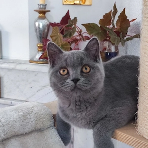 BKH Katerchen in BLAU sofort abgabebereit