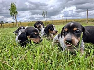 piebald Zwergdackelwelpen