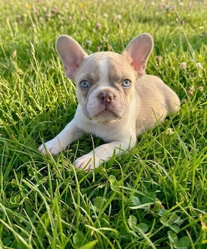 Französische Bulldogge , Welpe 