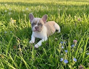 Französische Bulldogge , Welpe Rüde