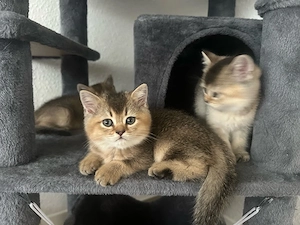 British Shorthair & British Longhair Golden Shaded