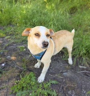 Jack Russel Mix Mädchen Jackie 