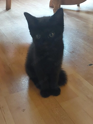 Katze weiblich 
