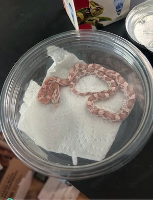 Kornnattern (Pantherophis guttatus)   NZ 2026