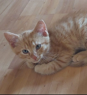Kater männlich 