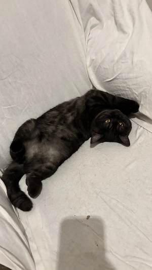 Felina BKH Katze sucht neues Zuhause