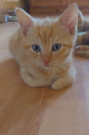 Kater männlich 