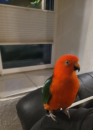 Vogel super zahm
