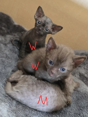 Sphynx   Devon Rex - Kitten :)