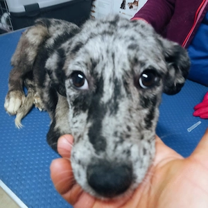 Balou - wunderschöner Rüde sucht seine Menschen
