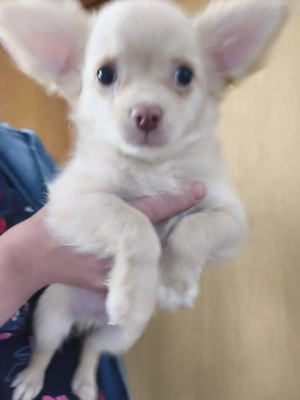 Zuckersüße Langhaar-Chihuahua-Welpen suchen ihr Zuhause!