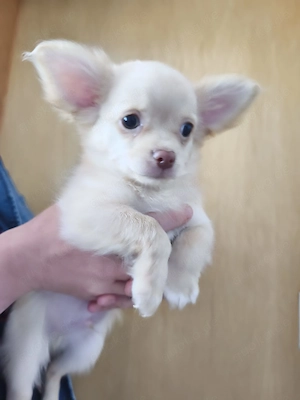 Zuckersüße Langhaar-Chihuahua-Welpen suchen ihr Zuhause!