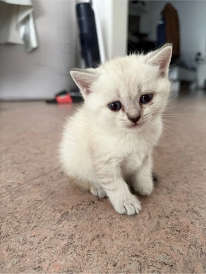 bkh kitten katzen blue point 