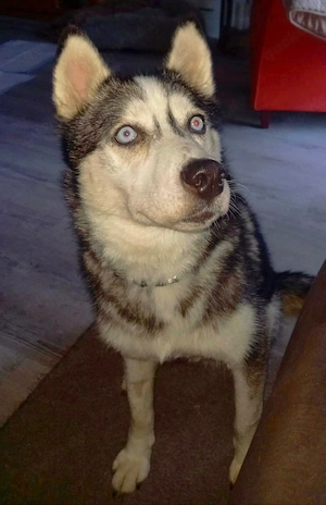 Kira Catea sucht ihr endgültiges Zuhause Bild 5