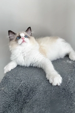 Ein süßes, 3 Monate Ammar Maine-Coon-Kätzchen sucht ein liebevolles Zuhause für immer.   
