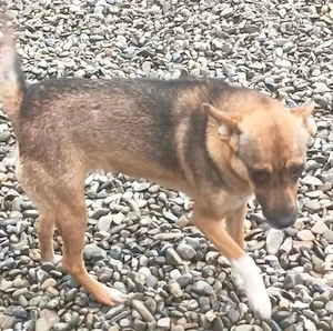 Marla - schenkst du ihr ein liebevolles Zuhause? Bild 4
